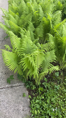 Matteuccia struthiopteris