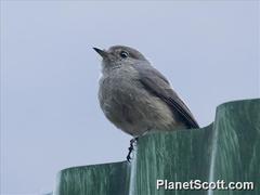 Melaenornis fischeri