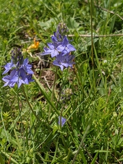 Veronica orsiniana