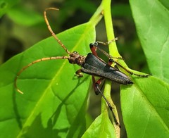 Stenocorus cylindricollis