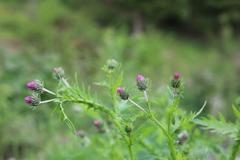 Carduus carduelis