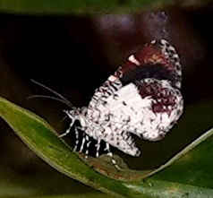 Heterusia