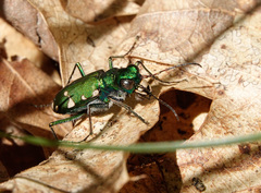 Cicindela patruela