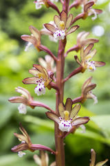 Corallorhiza maculata occidentalis