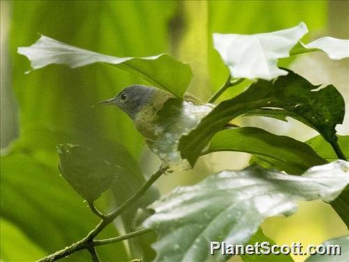 Gray-headed Sunbird