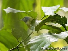 Gray-Headed Sunbird photo 3