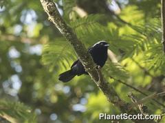 Nigrita canicapillus