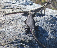 Karusasaurus polyzonus