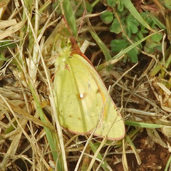 Colias electo