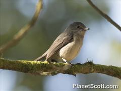 Melaenornis fischeri