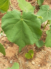 Abutilon theophrasti