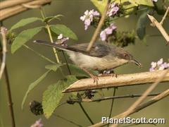 Apalis cinerea