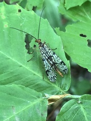 Panorpa nebulosa