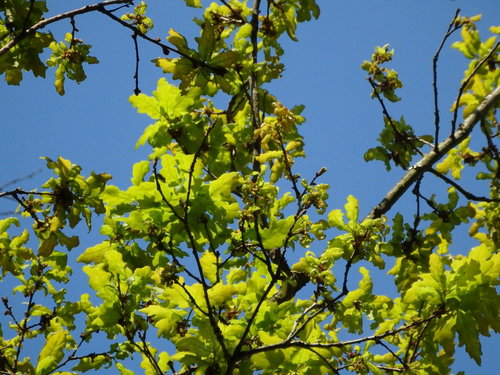Cantabrian Mountain Oak
