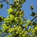 Quercus robur broteroana - Photo (c) Duarte Frade, some rights reserved (CC BY), uploaded by Duarte Frade