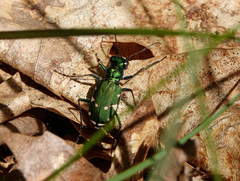 Cicindela patruela
