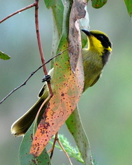 Lichenostomus melanops