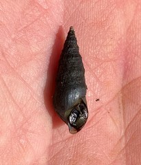 Elimia ucheensis