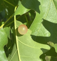 Amphibolips nubilipennis