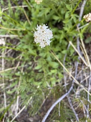 Valeriana californica