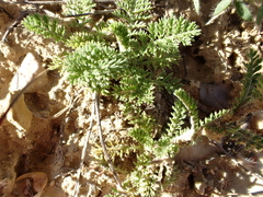 Achillea odorata