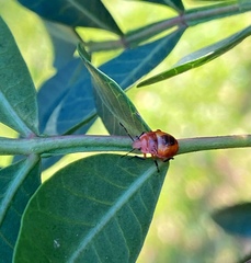 Supputius cincticeps