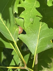 Amphibolips nubilipennis
