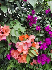 Bougainvillea