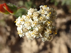 Achillea odorata