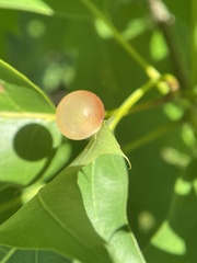 Amphibolips nubilipennis
