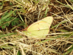 Colias electo