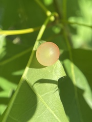 Amphibolips nubilipennis