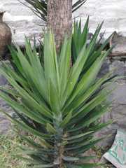 Yucca rigida