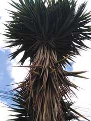 Yucca rigida