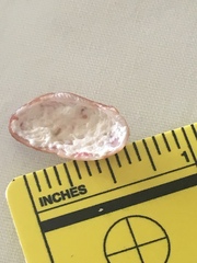 Barbatia domingensis