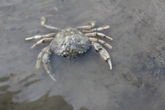 Carcinus maenas