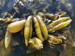 Fucus distichus evanescens
