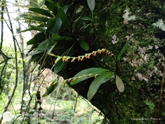 Stelis emarginata