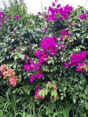 Bougainvillea