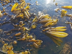 Fucus distichus evanescens