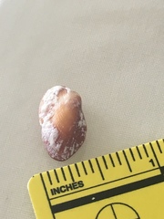 Barbatia domingensis