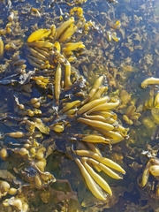 Fucus distichus evanescens