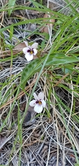 Viola cuneata
