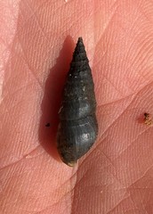 Elimia ucheensis