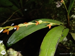 Stelis emarginata