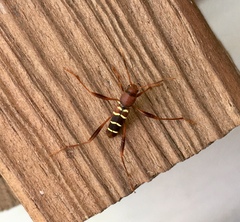 Neoclytus acuminatus