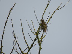 Haemorhous purpureus