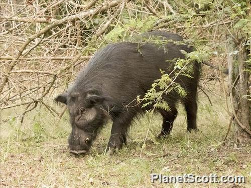 Giant Forest Hog