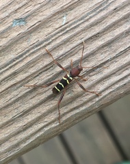 Neoclytus acuminatus