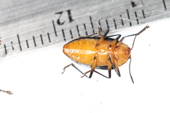 Iphiclus ecuadorensis